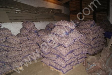 Картофель Ред Скарлет, Гала, Янка собственного производства