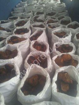 Берёзовый гриб Чага