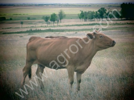 скот мясной породы