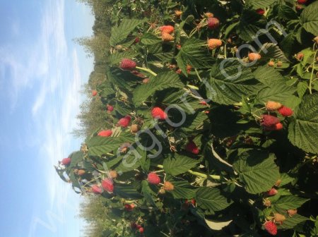 Саженцы малины и других культур