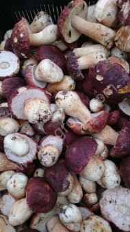 Грибы, ягоды