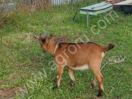 Альпийские козлики с родословной