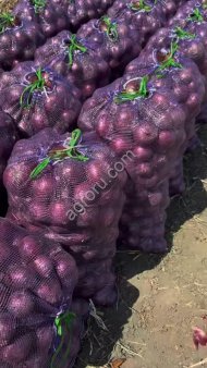 Лук красный