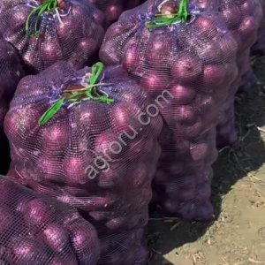 Лук красный
