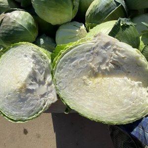 Капуста