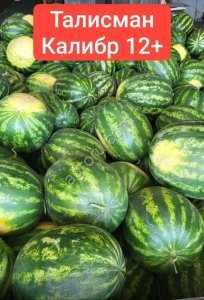 Арбузы оптом Быково от 20 тонн