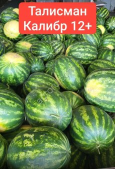 Арбузы оптом Быково от 20 тонн