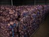 Картофель Галла, Коломбо 5+ оптом от 2 тонн Самара