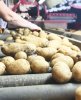 Картофель оптом от производителя — КФХ Юзефов (Ростовская обл.)