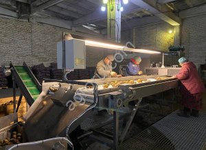 Овощная весовая станция: 55 уп./мин при фасовке по 2,5 кг