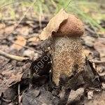 Сушеные белые грибы и подосиновики