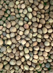 Вика яровая