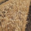 Семена пшеницы мягкой яровой сорта СИЛАЧ (питомник размножения 2 года)