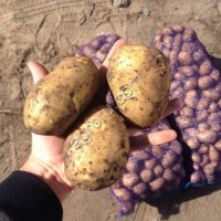 картофель