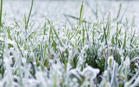 В ряде районов юга России озимые находятся в зоне риска