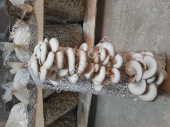 грибы вешенка