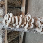 грибы вешенка