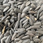 подсолнечник масличный