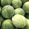 Капуста белокочанная