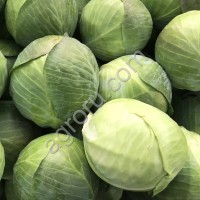 Капуста белокочанная