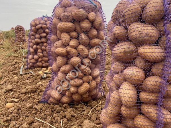 Картофель оптом