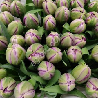 Пионовидные тюльпаны Saigon Double оптом