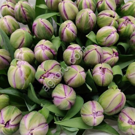Пионовидные тюльпаны Saigon Double оптом