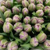 Пионовидные тюльпаны Saigon Double оптом