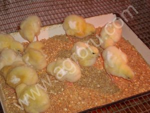 суточные цыплята Бройлера кооб 500