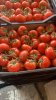 Тепличные Помидоры Премиум-Класса из Туркменистана