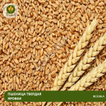 Семена пшеницы Ясенка (Рс1)