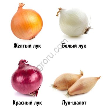 лук репчатый