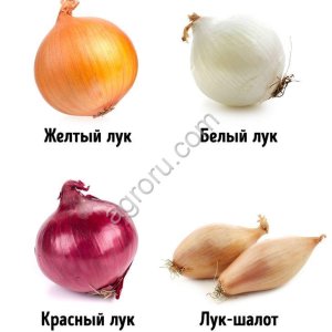 лук репчатый