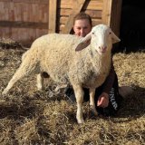 Молочные овцы Ассаф, бараны, ягнята для разведения
