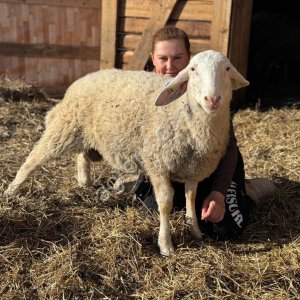 Молочные овцы Ассаф, бараны, ягнята для разведения