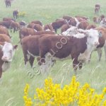 Телки племенные