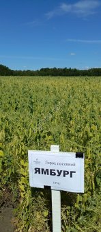 Горох Ямбург-новинка