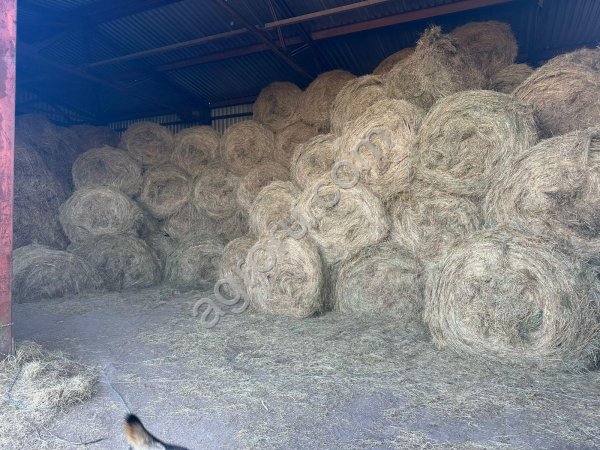 Сено луговое 2025