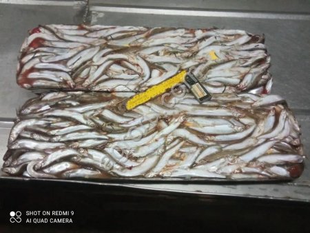 Мойва тихоокеанская НР