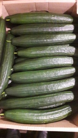 тепличный огурец