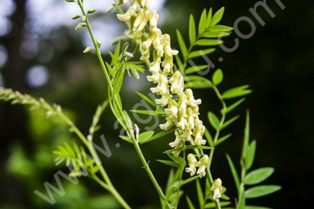 Софора желтеющая (корень)