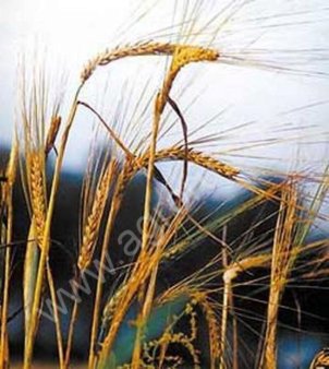 Рожь озимая 2017