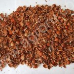 скорлупа фундука