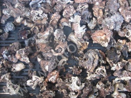 Грибы Строчки