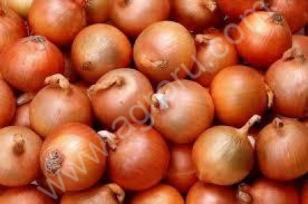 Лук репчатый