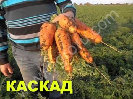 Морковь КАСКАД