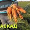 Морковь КАСКАД