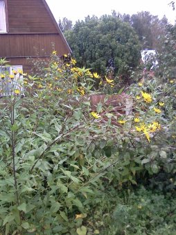 топинамбур - сушеные листья, цветы ,стебли