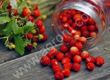 Земляника лесная