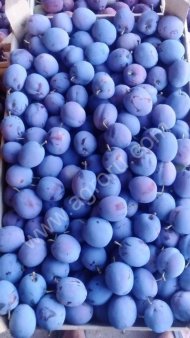 Сливы оптом, урожай 2017